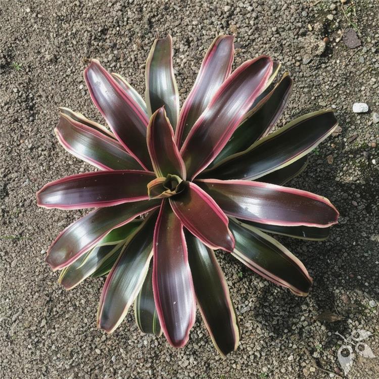 Bromeliad Neo Rafael 6"