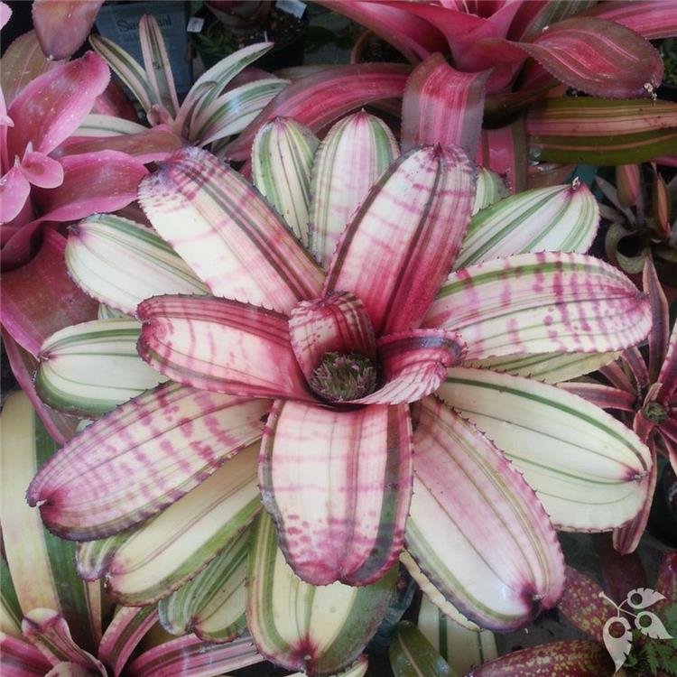 Bromeliad Neo White Tiger 4"