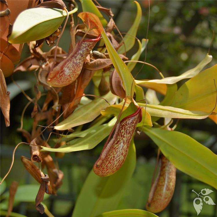 Hang Bskt Nepenthes Miranda 8"