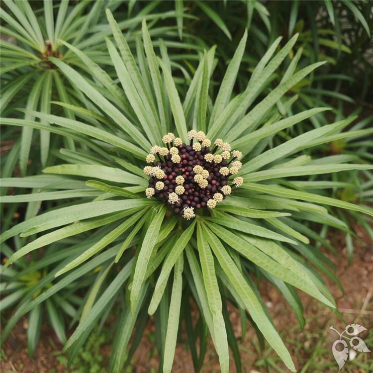Osmoxylon 7g
