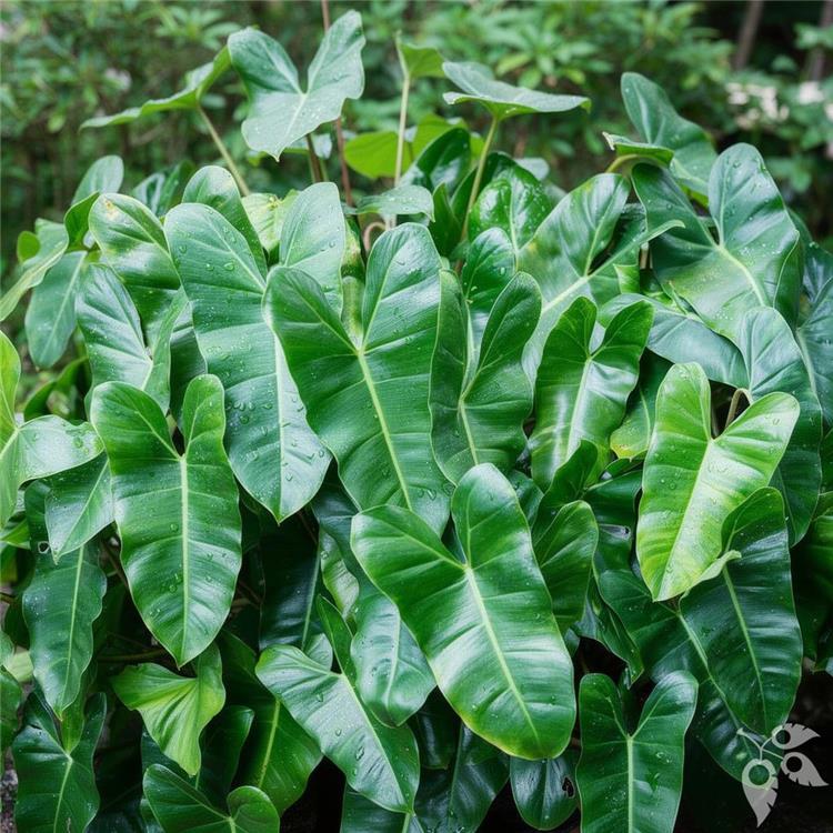 Philodendron Burle Marx 6"