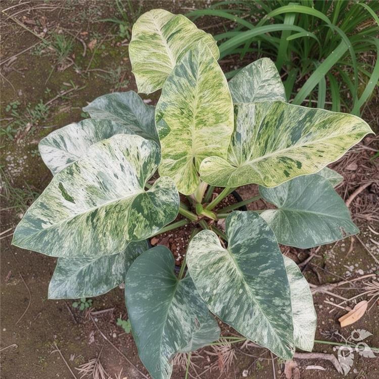 Philodendron Giganteum Blizzard 6"
