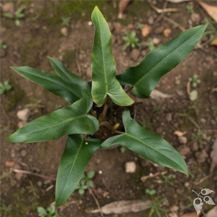 Philodendron Mexicana 10"