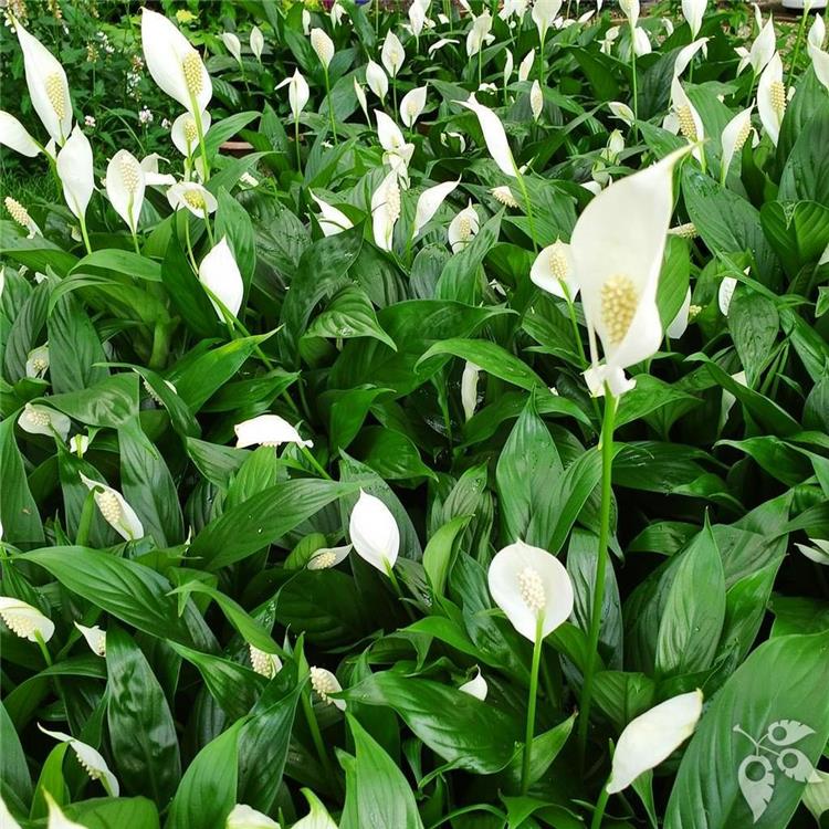 Spathiphyllum High Five 6"