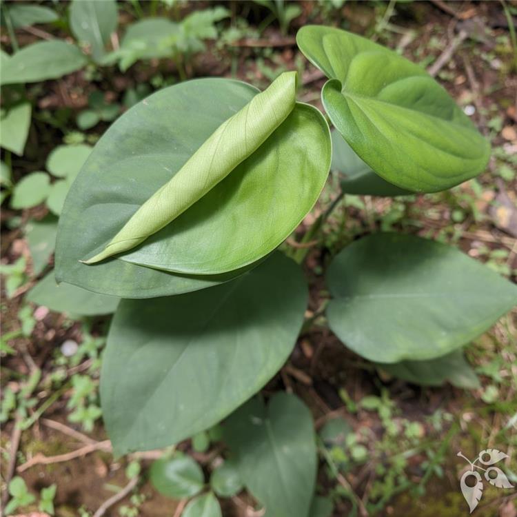 Syngonium chiapense 6"