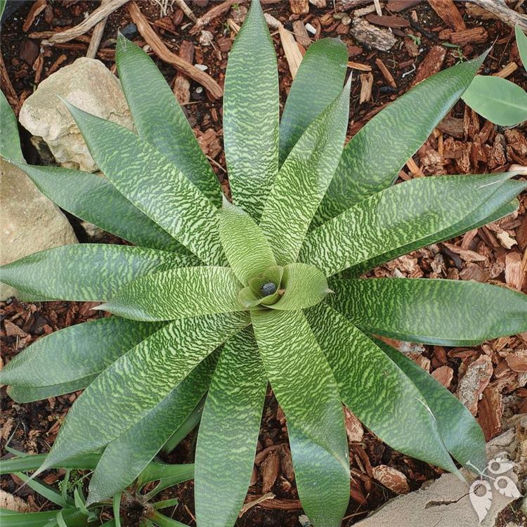 Bromeliad Vriesea Gigantea 4"
