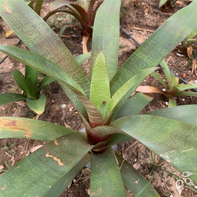 Bromeliad Vriesea Kiwi 6"
