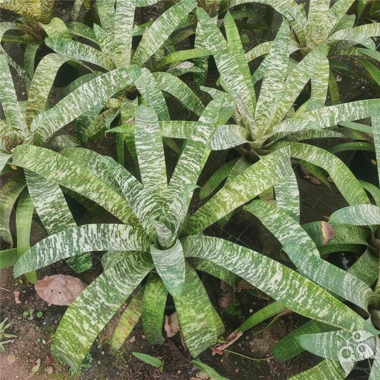 Bromeliad Vriesea Ospinae Gruberii ICE 6"