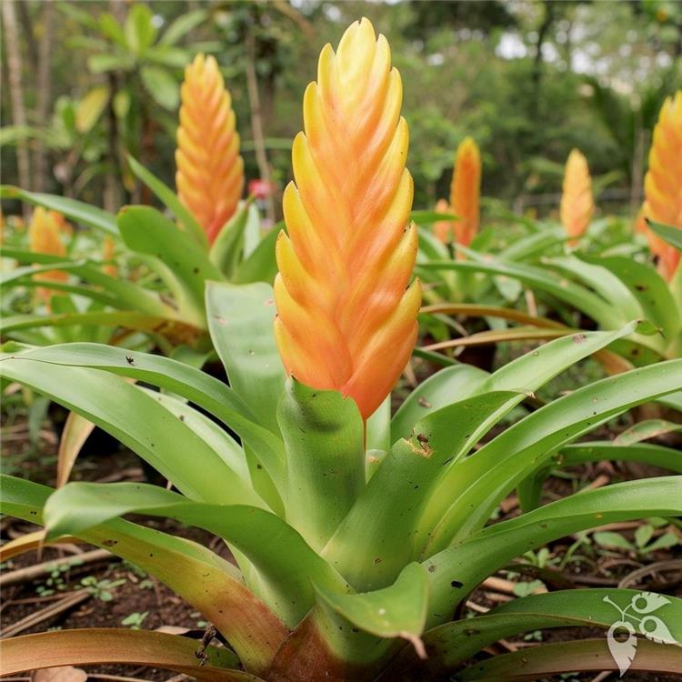 Bromeliad Vriesea Volcano 8"