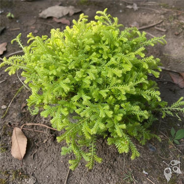 Fern Selaginella Club Moss Gold 6"