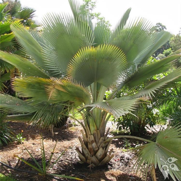 Palm Copernicia Fallaensis 25g