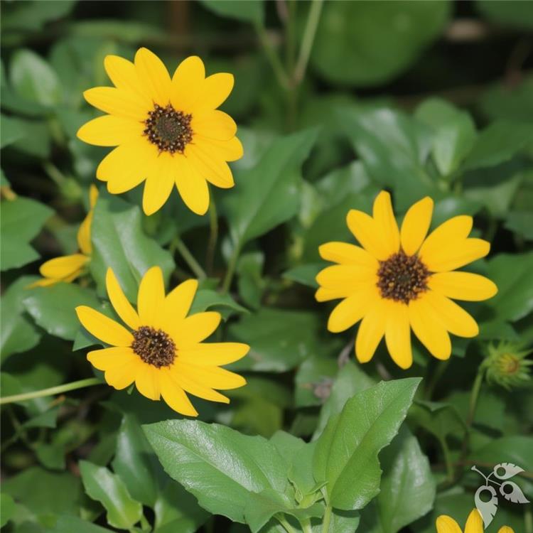 Sunflower Dune Dwarf 1g