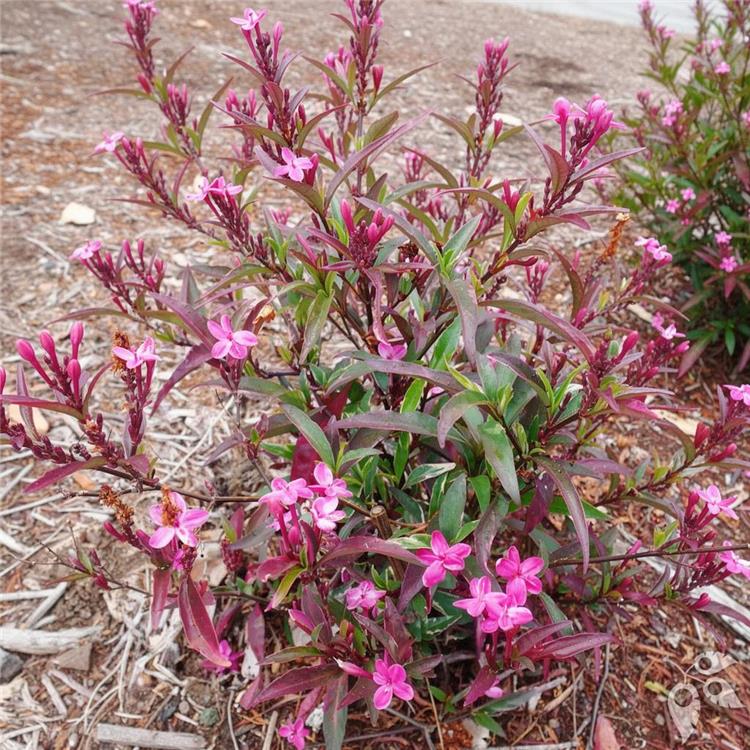 Barleria Purple Gem 3g