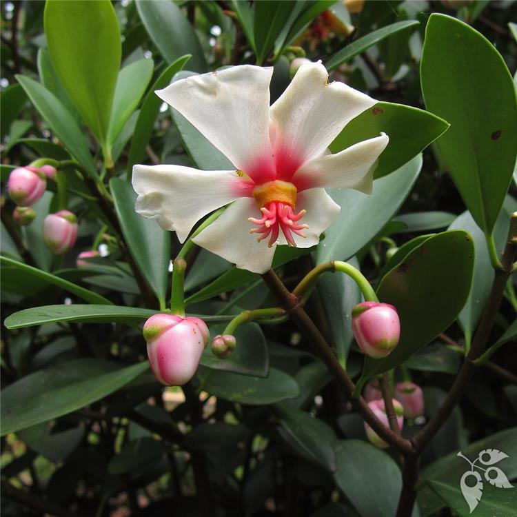Clusia orthoneura PINK 3g