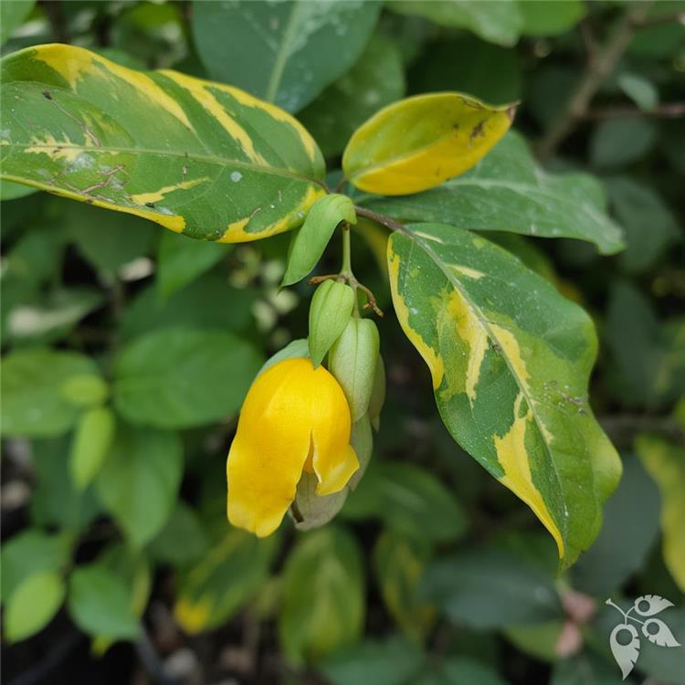 Pre-Bonsai Parrot's Beak Variegated 6"