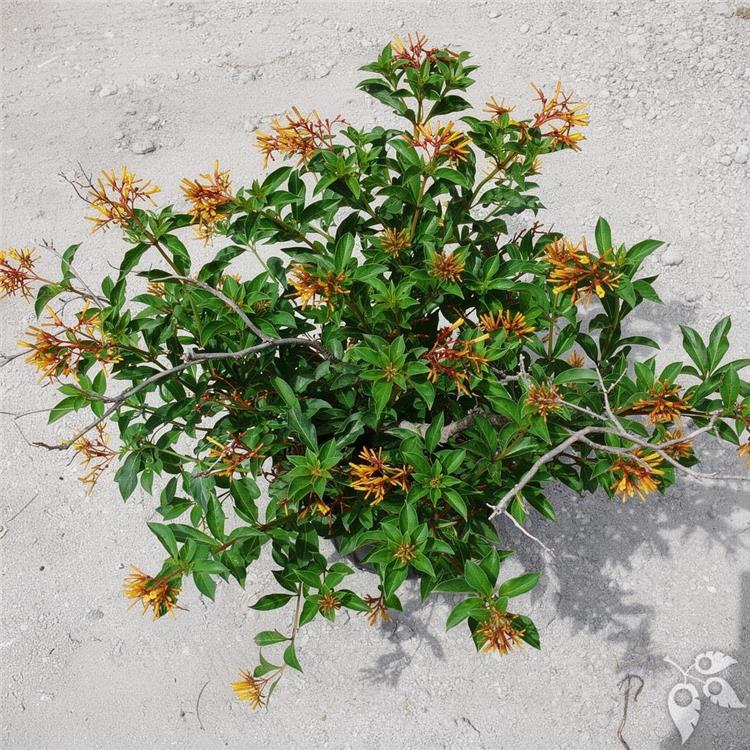 Firebush Dwarf 3g