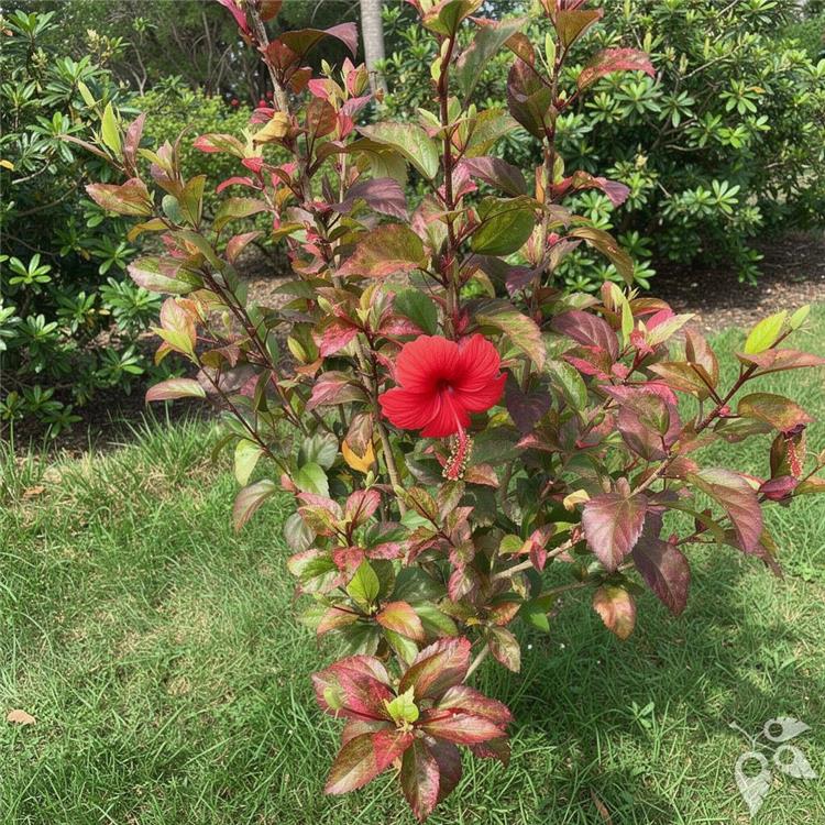 Hibiscus RED HOT 3g