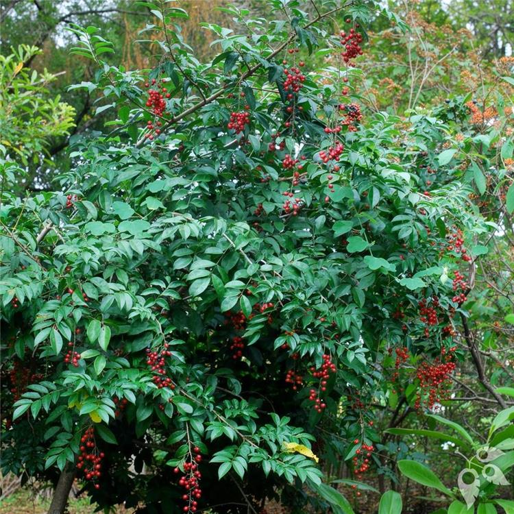Bitterbush 7g