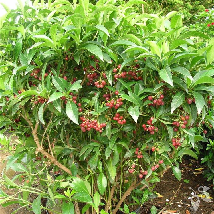Coffee Bahamensis Std 3g