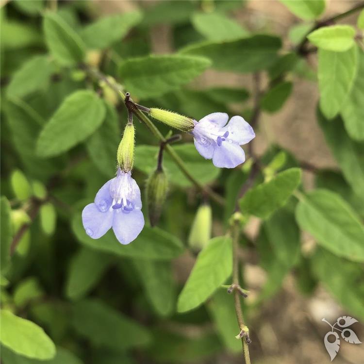 Salvia Caymanensis 1g