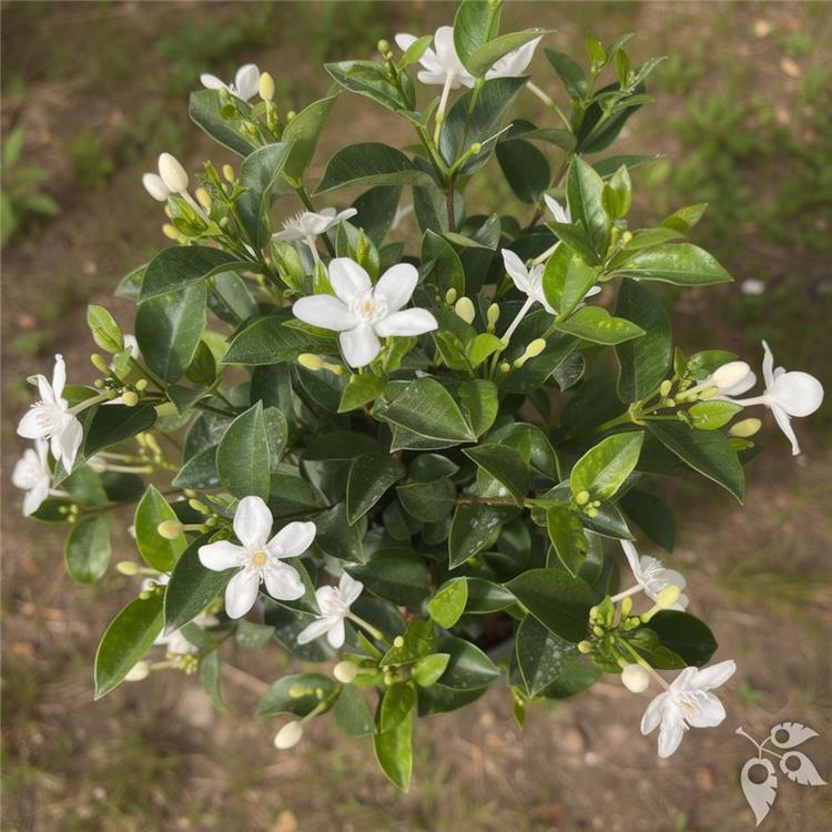 Wrightia Arctic Snow 1g