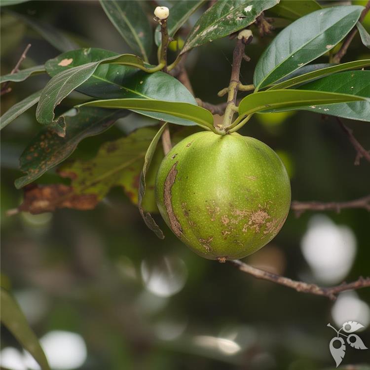 Sapote Black UA 7G