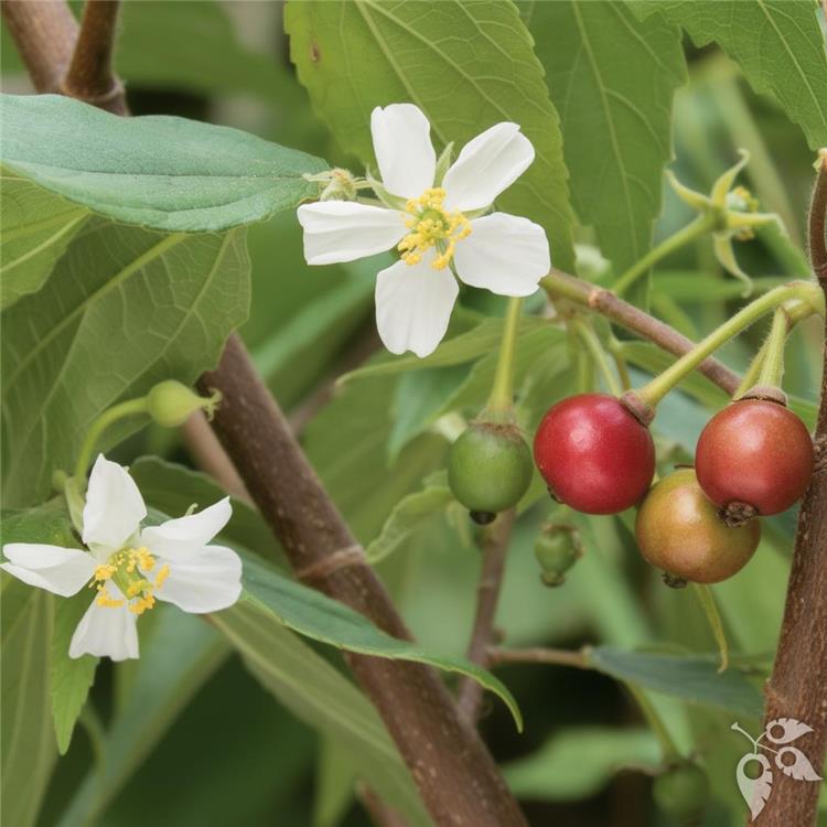 Strawberry Tree UA 7G