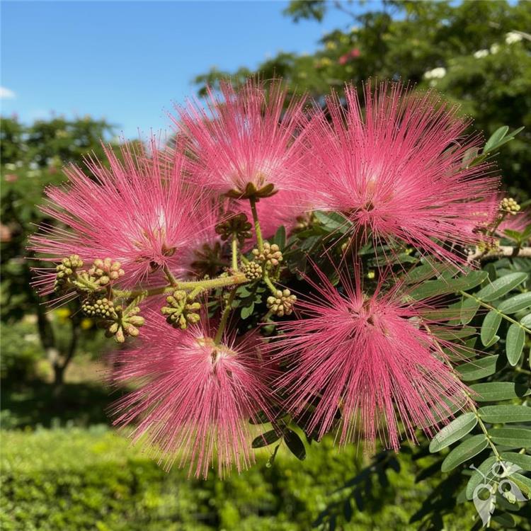 Powderpuff Pink Std 15g