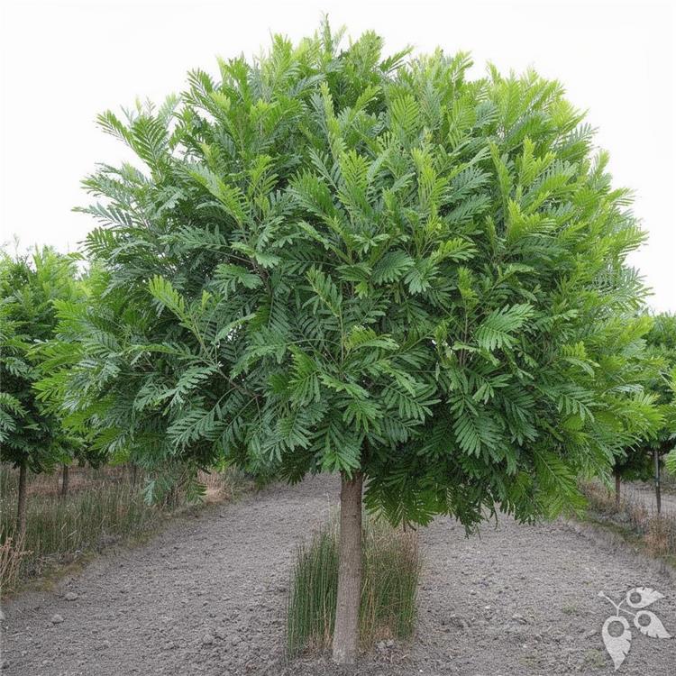 Japanese Fern Tree 7g