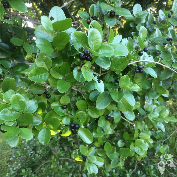 Black Ironwood 3g