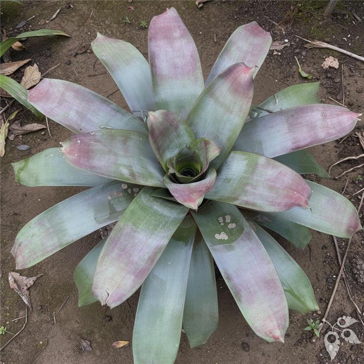 Bromeliad Imperialis Azul 9"