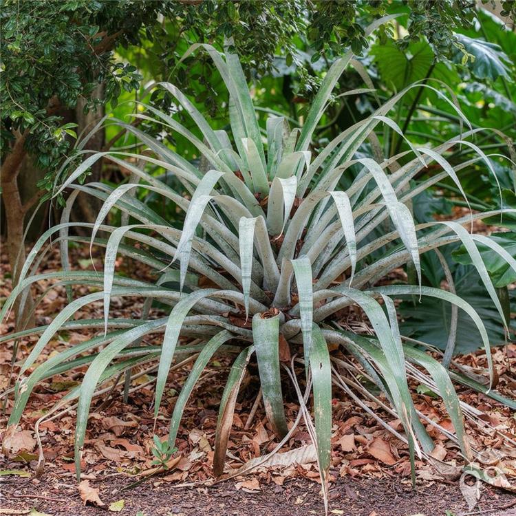 Bromeliad Alcantarea Odorata 9"