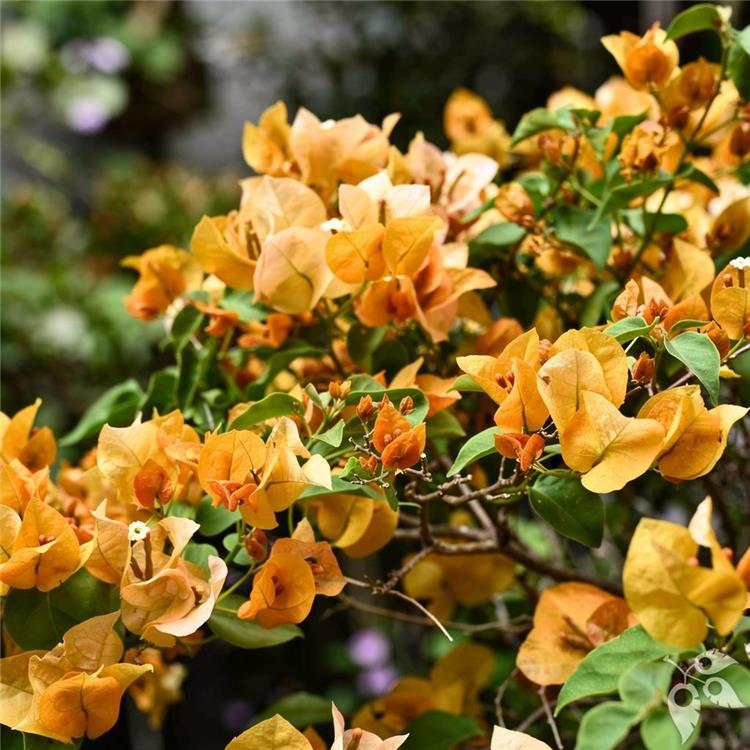 Bougainvillea CaliGold 3g