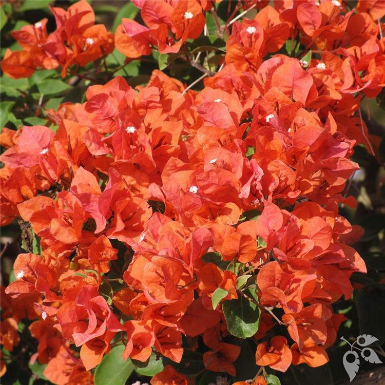 Bougainvillea Flame 7g