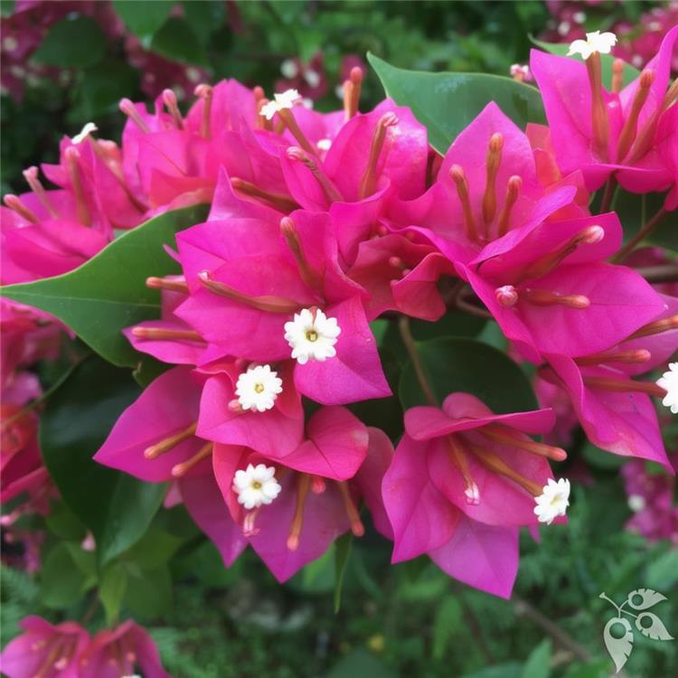 Bougainvillea Hawaiian Torch 7g