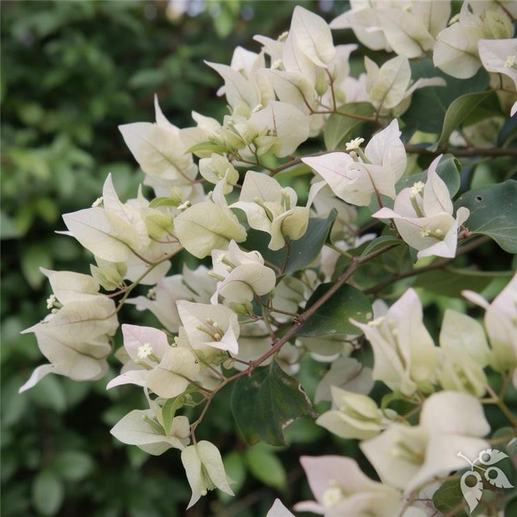 Bougainvillea Trellis Key West 7g