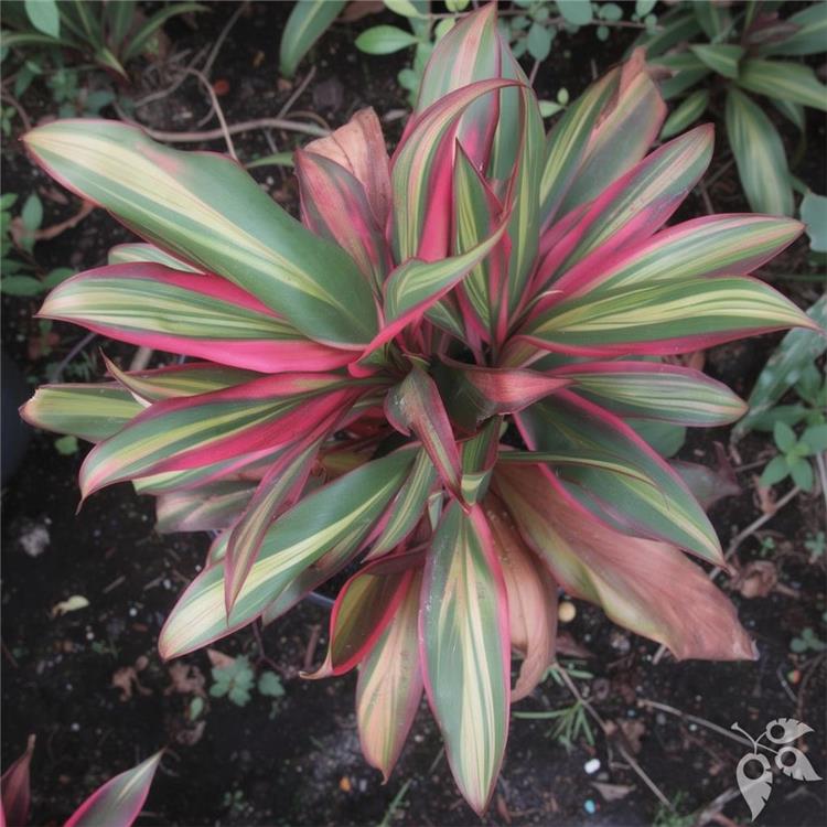 Cordyline Hilo Rainbow 10"