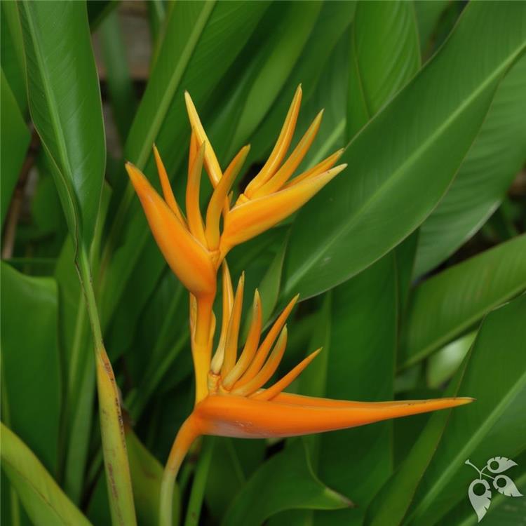Heliconia Choconiana 3g