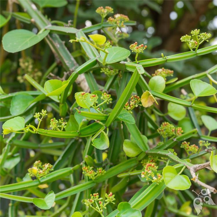 Cissus Triangularis Tower 6"