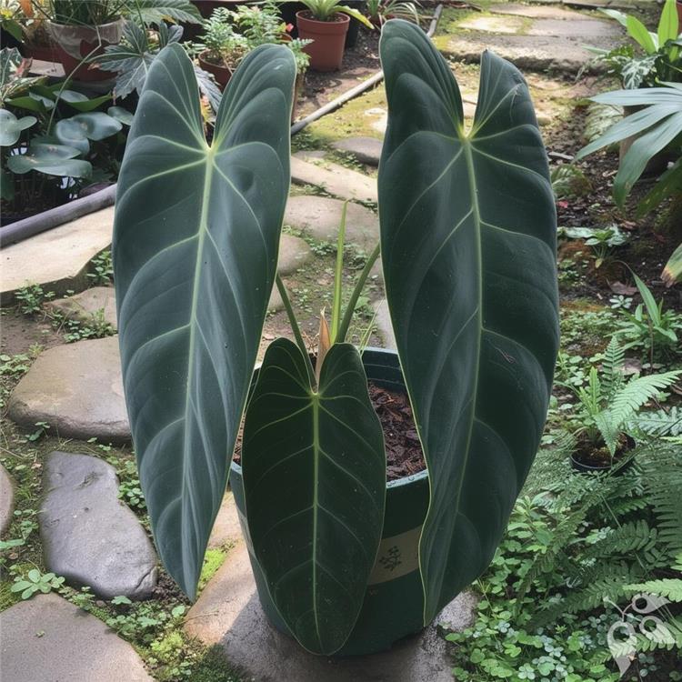 Philodendron Melanochrysum Trellis 6"