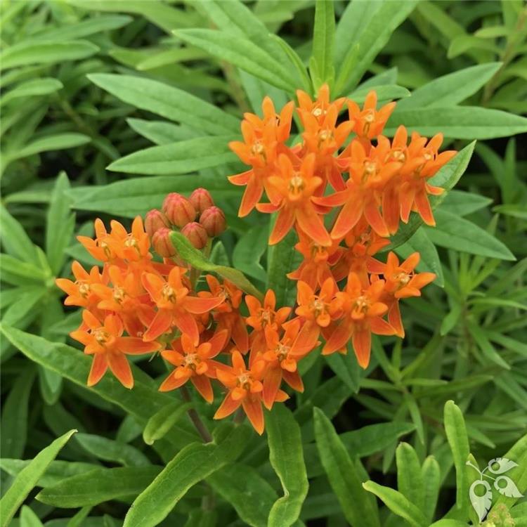 Milkweed Butterflyweed 4"