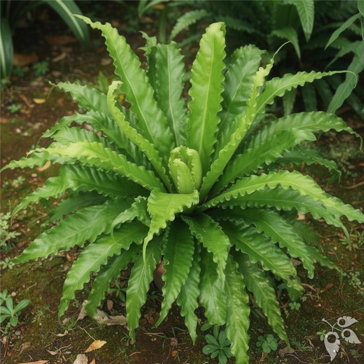 Fern Bird's Nest Osaka/Victoria 6"