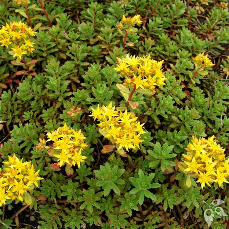 Sedum, 'Kamptschaticum' #1 #1