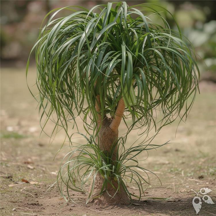 Palm Ponytail GUATEMALENSIS Multi 8"