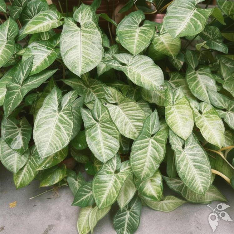 Syngonium Trellis 6"
