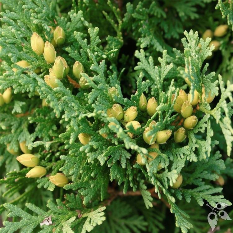 Arborvitae, 'Holmstrup' #6 30"