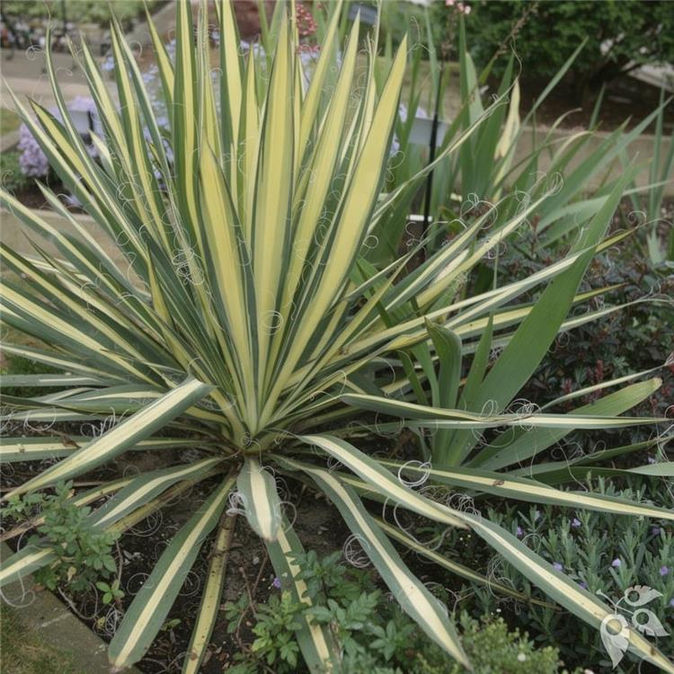 Yucca Adam's Needle 10"