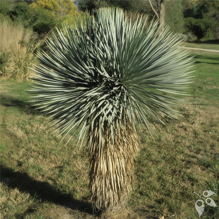 Yucca rostrata 14"