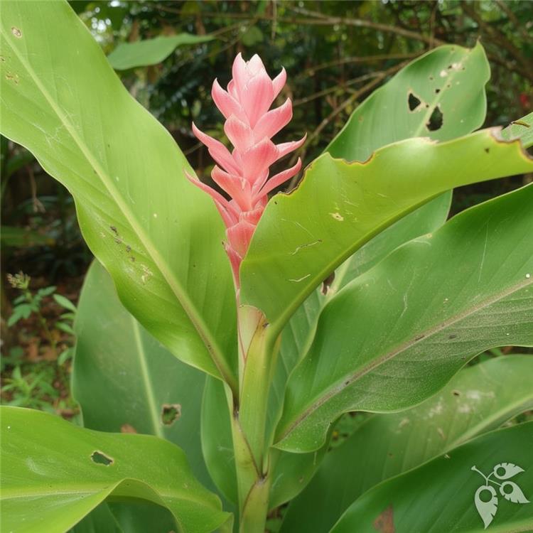 Ginger Edible 10"