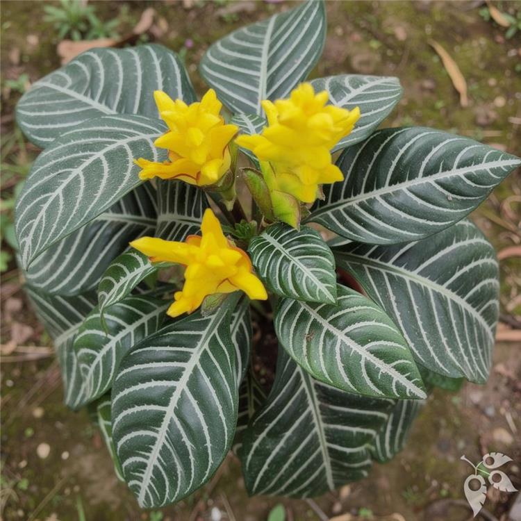 Aphelandra Zebra Plant 6"
